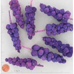 BOTSOLA GRAPE